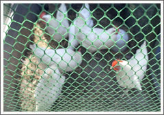 Hexagonal Plastic Mesh Poultry Net Fence